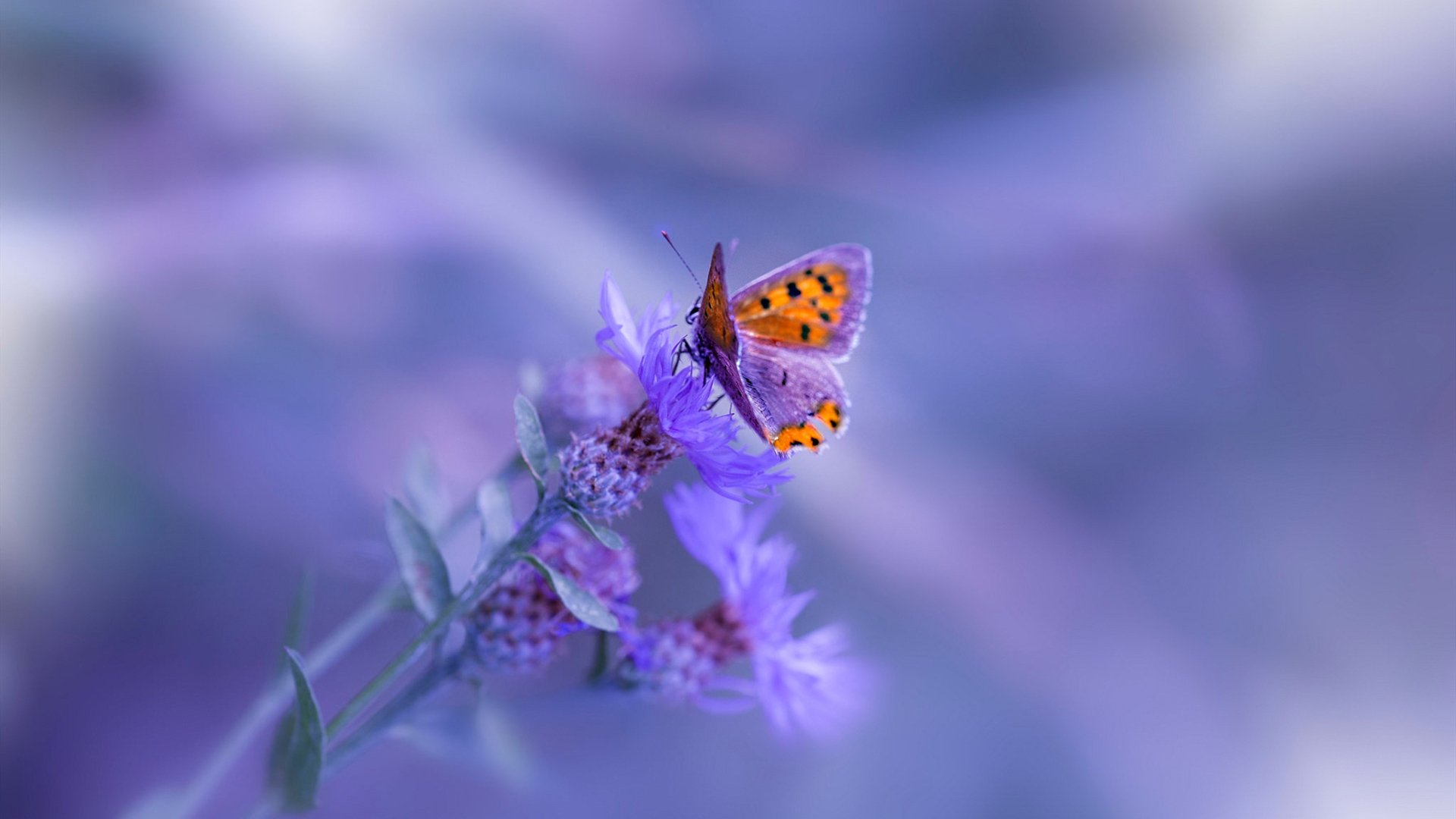 空降CBA？范弗利特密约奇才队，却连夜飞抵浙江化身关键先生