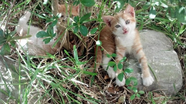 极速狂飙与绿色浪潮，F1街道赛焦点战中的竞速哲学与凯尔特人碾压掘金的统治力启示