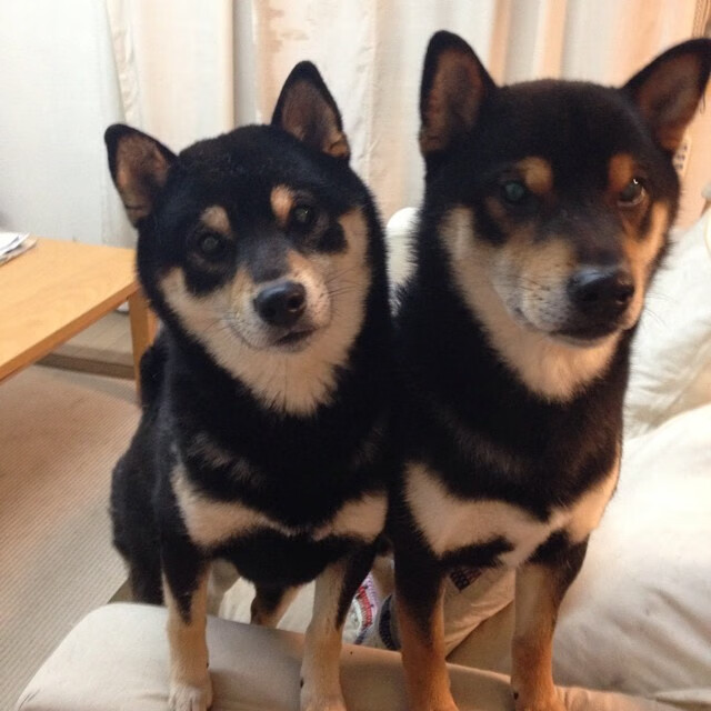 双子星闪耀，黑夜里的两把利刃，孙兴慜的孤胆英雄主义与莱比锡的集体绞杀术