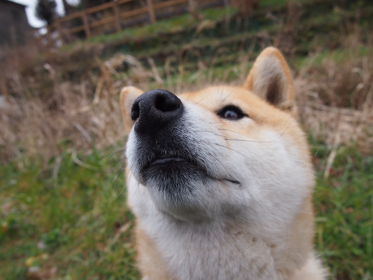 缺席者阴影下的胜利，当莫兰特不在场却支配爵士与快船的战场