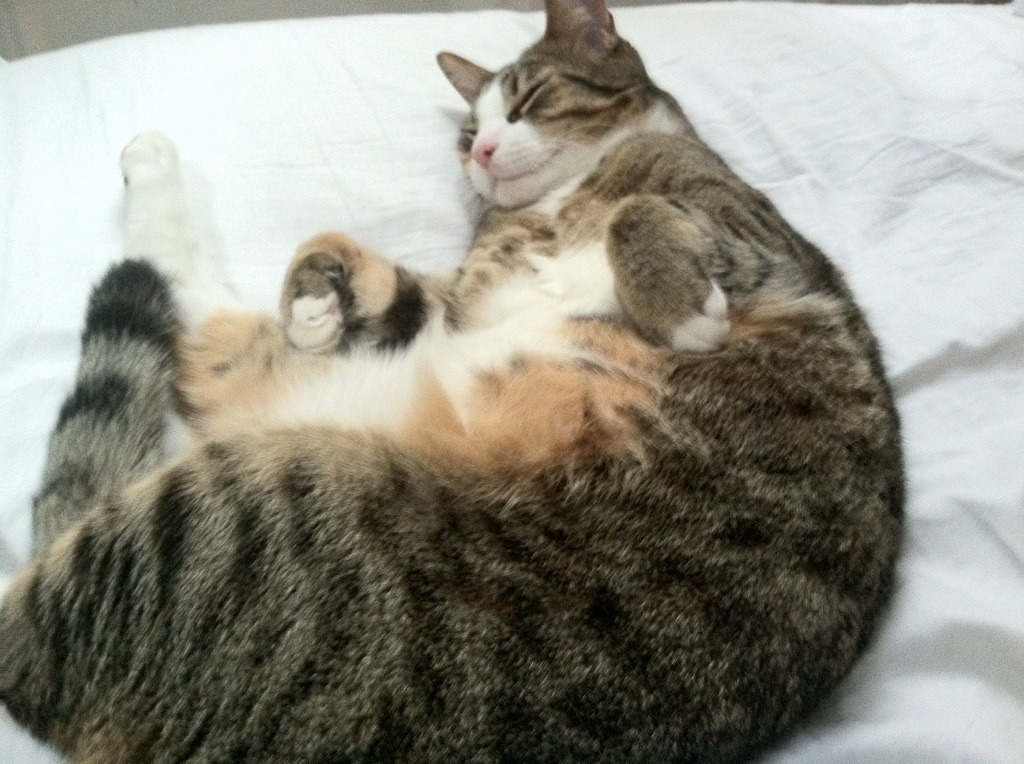 倒下的巨人，冠军的心脏，英格拉姆神迹之战宣告北境之王的崛起